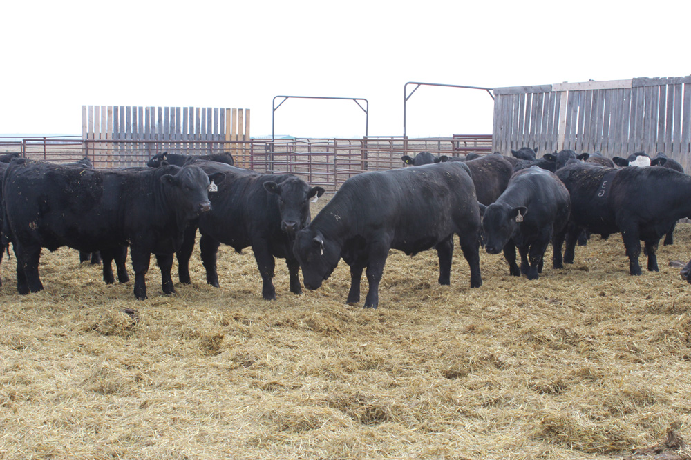Echo Sand Ranch bulls on display.