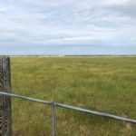 Pasture near Hanley, Sask., south of Saskatoon.
