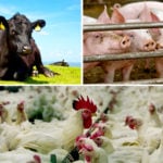 The U.S. meat and livestock industry has a comprehensive price reporting system that is the envy of the world.