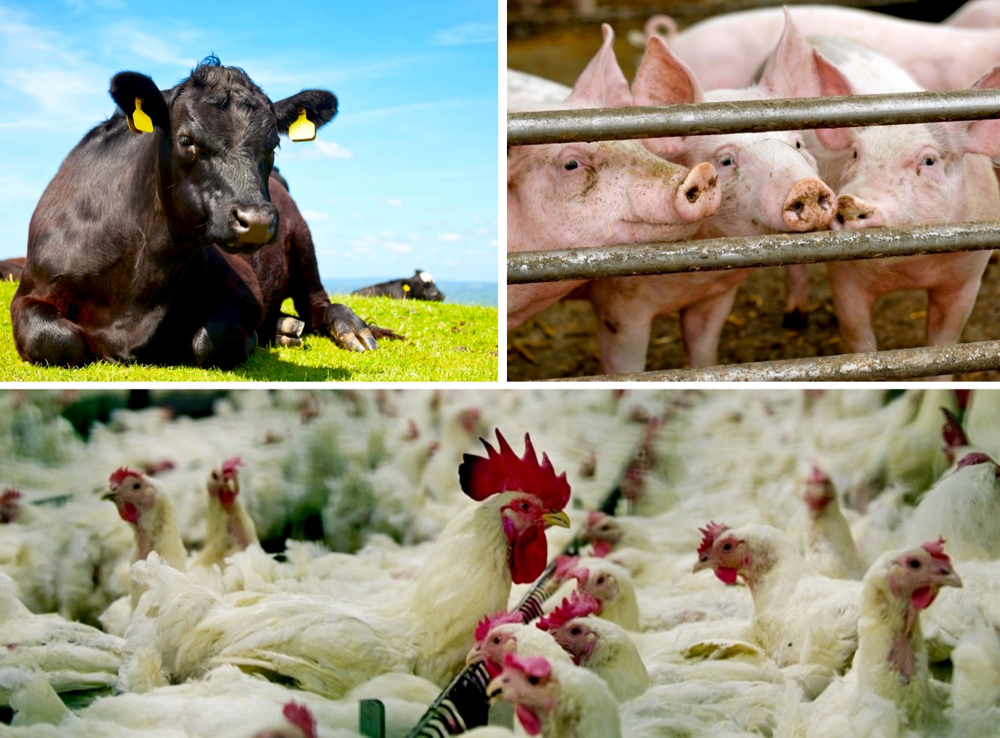 The U.S. meat and livestock industry has a comprehensive price reporting system that is the envy of the world.