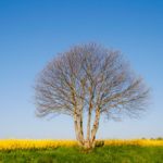 File photo of a canola field in northern France’s Normandy region. (Brasil2/iStock/Getty Images)