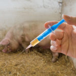 U.S. vaccine supplies are sufficient to control foot-and-mouth in only about four per cent of Iowa’s swine herd or 14 per cent of Texas’s cattle herd.