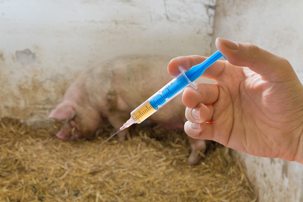 U.S. vaccine supplies are sufficient to control foot-and-mouth in only about four per cent of Iowa’s swine herd or 14 per cent of Texas’s cattle herd.