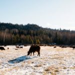 A livestock extension specialist with Alberta Agriculture says it’s important that cattle consume the feed in front of them, especially when considering body condition score over winter.