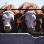 Adverse weather has had an impact on the U.S. fed cattle market in 2019.