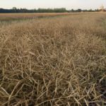 Canola in swath near Starbuck, Man. on Aug. 10, 2019. (MarketsFarm photo by Glen Hallick)