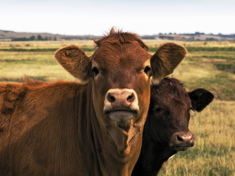 The trade picture between the U.S. and China has ‘more twists and turns than a cow’s G.I. tract.’ – Steve Dittmer.