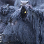 BRD or shipping fever is associated with recently weaned calves or calves that have recently arrived in the feedlot. Keep an eye out for chronic respiratory infections as well as acute cases.