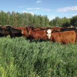 If you can select for low-maintenance cows, your profitability will go up.