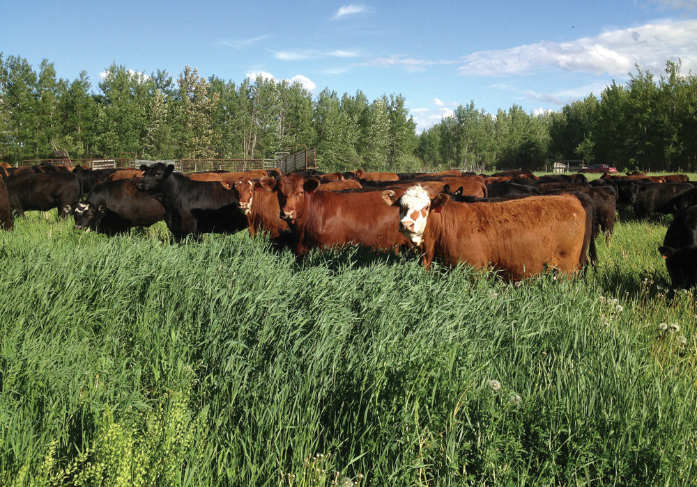 If you can select for low-maintenance cows, your profitability will go up.