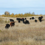The Macnabs use a range of annual crops, plus pastures and forages, to feed their cattle.