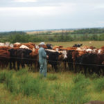 The Ruzickas run their own herd of Red Poll-cross cattle and also custom graze for other producers.