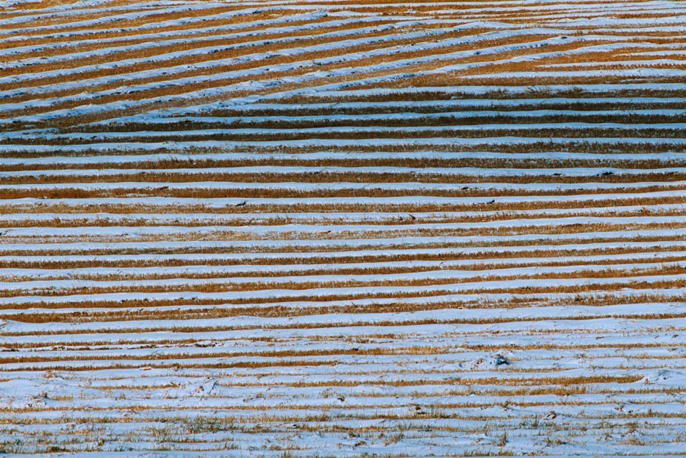 File photo of a snow-topped field in Alberta. (Don White/iStock/Getty Images)
