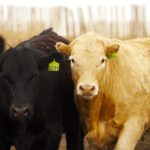 U.S. feeder cattle prices have been under pressure the last few weeks.
