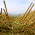 Boosting forage quality through ammoniation