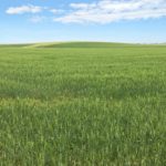 File photo of a durum wheat field in Idaho. (Craig Morris photo courtesy ARS/USDA)
