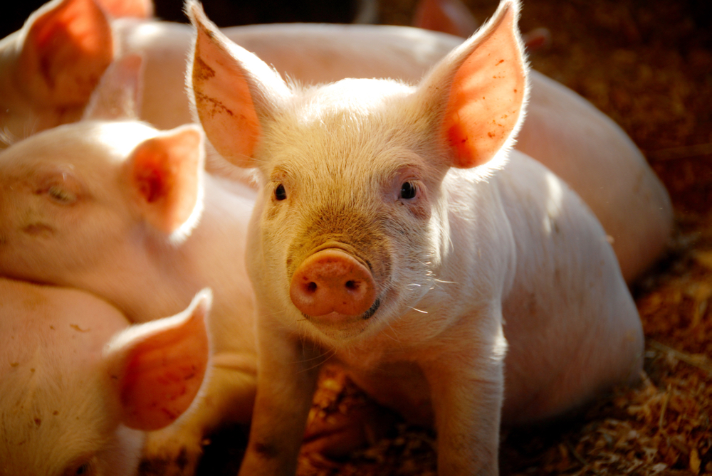 This past year has seen a number of incidents involving animal activists trespassing onto farms in an attempt to “liberate” livestock from producers.