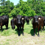 The right mineral supplementation program can improve colostrum and calf immunity, according to a study on the University of Florida’s cow herds.