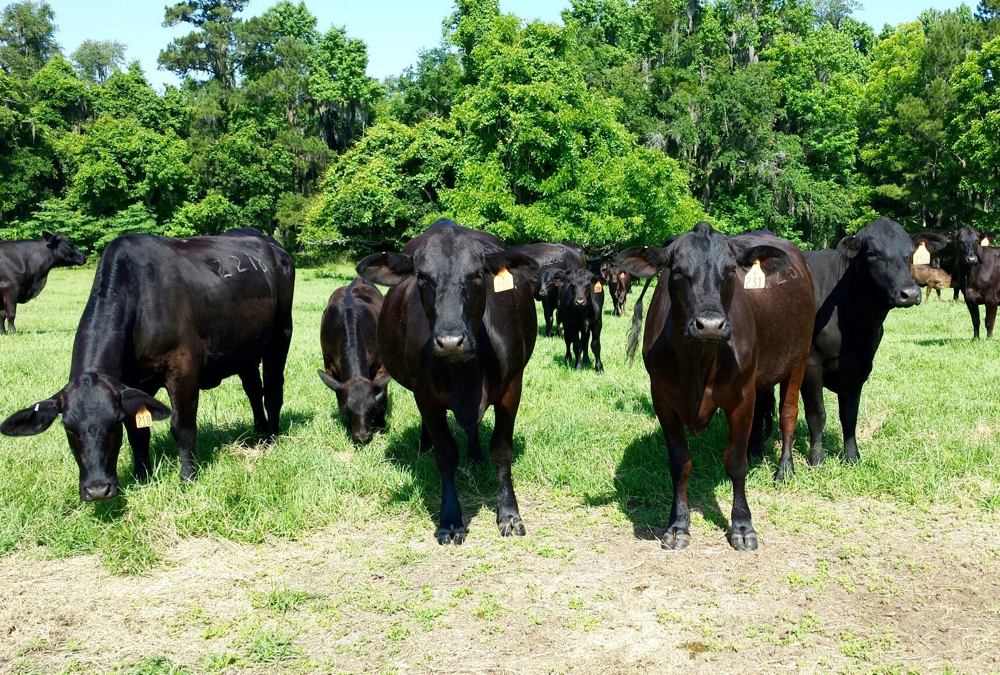 The right mineral supplementation program can improve colostrum and calf immunity, according to a study on the University of Florida’s cow herds.