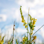 Sweet clover is high in coumarin, which converts to dicoumarol – a potent vitamin K antagonist and anticoagulant– if the plant is spoiled or damaged.