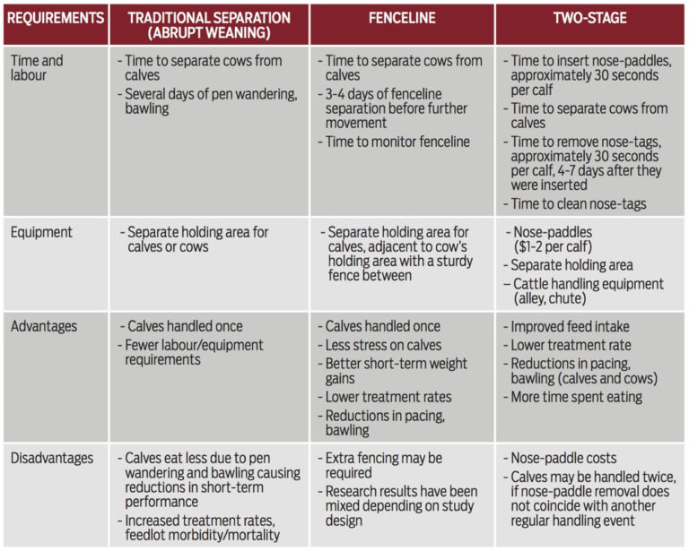 Tips for weaning calves Canadian Cattlemen