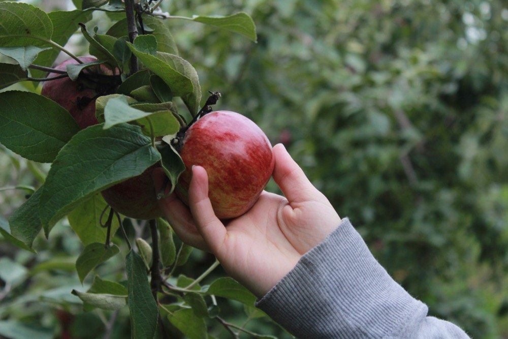 File photo of apple picking in a Quebec orchard. (Noah Burger/iStock/Getty Images)

