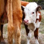 Tips for starting calves on feed