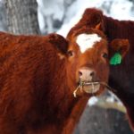 BCRC webinars start today with a session on feed testing.