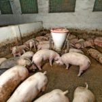 China’s hog losses due to African swine fever now represent 38.7 per cent of its total hog inventory.