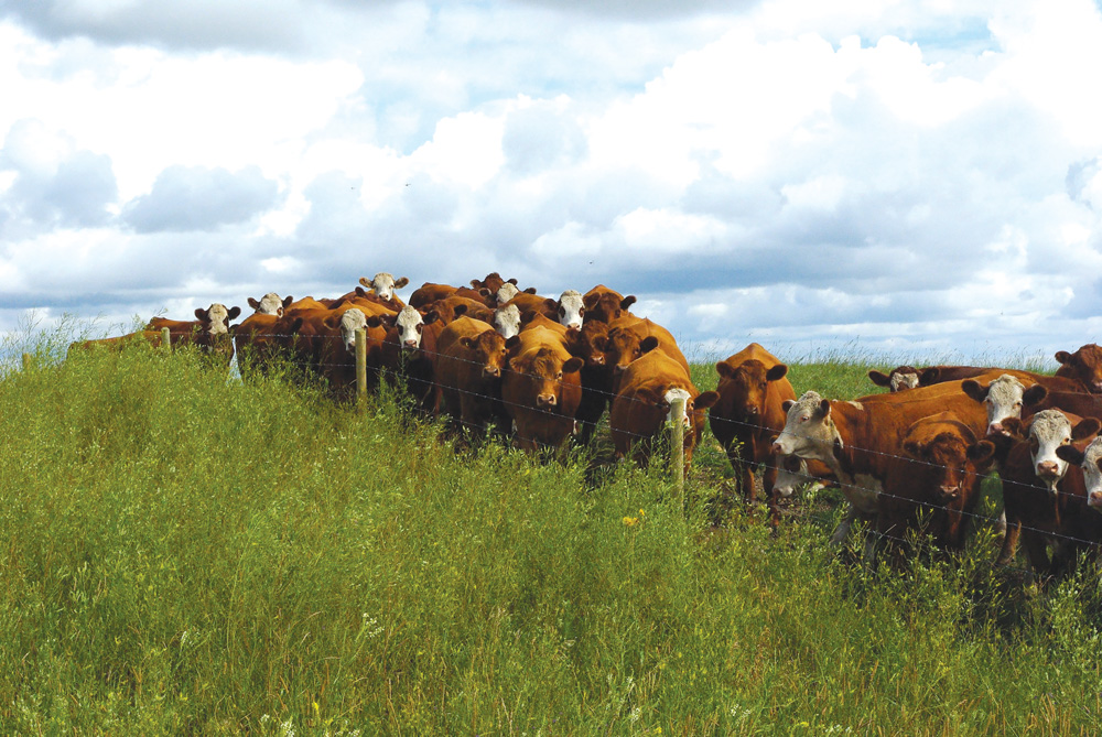 It’s important to keep in mind that animals don’t have to be completely parasite-free to be healthy and productive.
