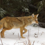 A coyote hunts mice at Riding Mountain. Researchers are looking for Manitoba producers to participate in a predation study.
