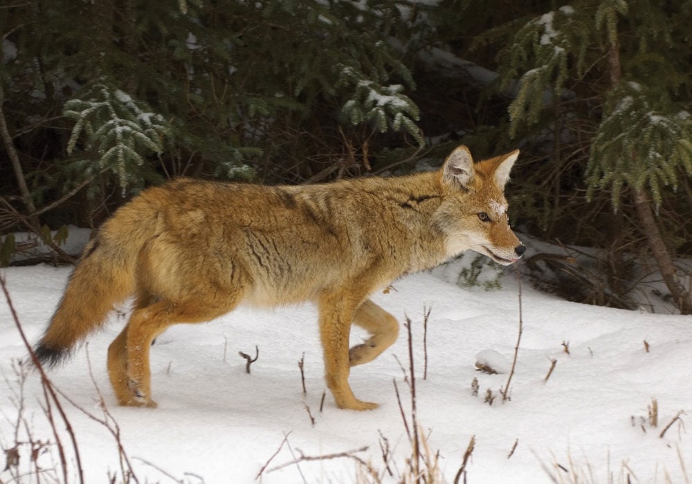 A coyote hunts mice at Riding Mountain. Researchers are looking for Manitoba producers to participate in a predation study.