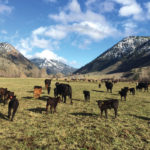 The Cliftons’ herd includes Salers, Angus and Hereford genetics.