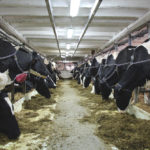A dairy herd in rural Quebec. Dairy producers are increasingly using beef semen to boost their operations’ profitability.