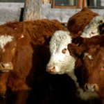 The cattle market is a pure competitive market with many buyers and sellers.