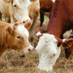 Livestock should not be allowed to consume feeds containing more than 0.5 per cent nitrate if they have not been previously exposed.