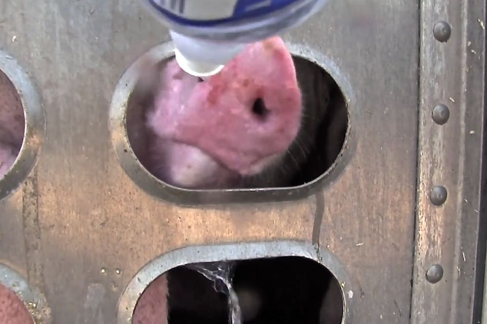Hogs on a stock trailer bound for a Toronto packing plant accept drinks from Toronto Pig Save members in 2013. (Screengrab of Toronto Pig Save video via YouTube)
