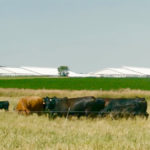 Ontario’s Livestock Research Innovation Corporation was instrumental in helping to get the new Elora Beef Research Centre up and running.