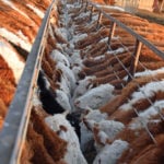 Softer steel cables fence off the trough and stretch without snapping.