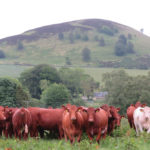 Luing cattle in Scotland.