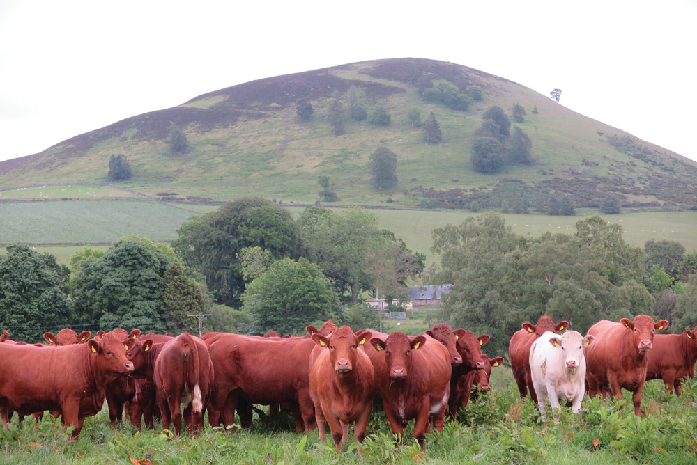 Luing cattle in Scotland. 