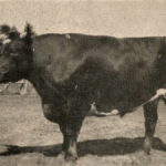 History: The Big Steer from Pibroch