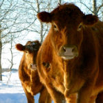 How can you ensure your cows get an adequate supply of fat-soluble vitamins, particularly during late pregnancy and early lactation?