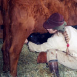 Colostrum from the dam, or another cow from the same herd, is the best option for a calf.