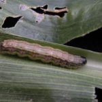Fall armyworm. (Omafra.gov.on.ca)