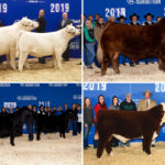 From top left: SVY Starstruck 938G with calf at side, Greenwood Electric Impact ET, Brooking Countess 7077 and Brooking Dusty’s Countess 9026, BIG-GULLY 109 ESPIONAGE 181G.
