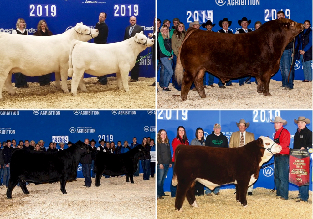 From top left: SVY Starstruck 938G with calf at side, Greenwood Electric Impact ET, Brooking Countess 7077 and Brooking Dusty’s Countess 9026, BIG-GULLY 109 ESPIONAGE 181G.