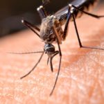 Mosquito control would be one of the few uses still allowed for chlorpyrifos under a proposal from Health Canada’s PMRA. (Tskstock/iStock/Getty Images)