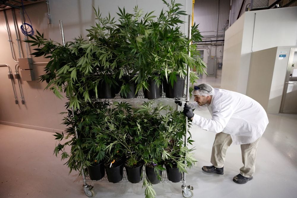 A worker pushes a cart of marijuana plants at the Canopy Growth facility at Smiths Falls, Ont. on Jan. 4, 2018. (File photo: Reuters/Chris Wattie)
