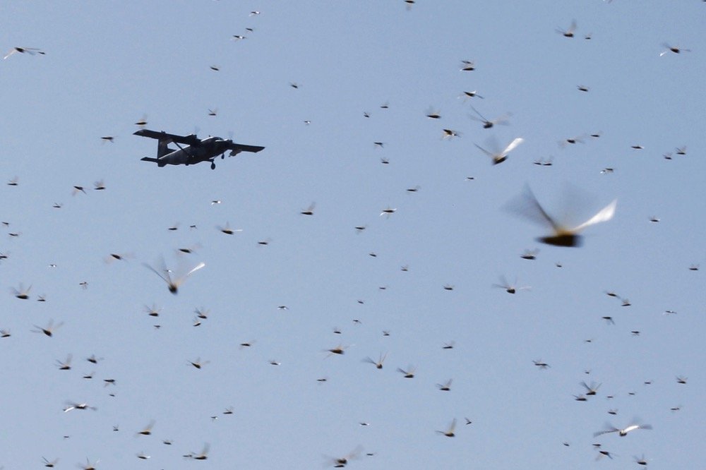 A spray plane flies over a swarm of desert locusts at Lemasulani village in Kenya’s Samburu County on Jan. 17, 2020. (Photo: Reuters/Njeri Mwangi)

